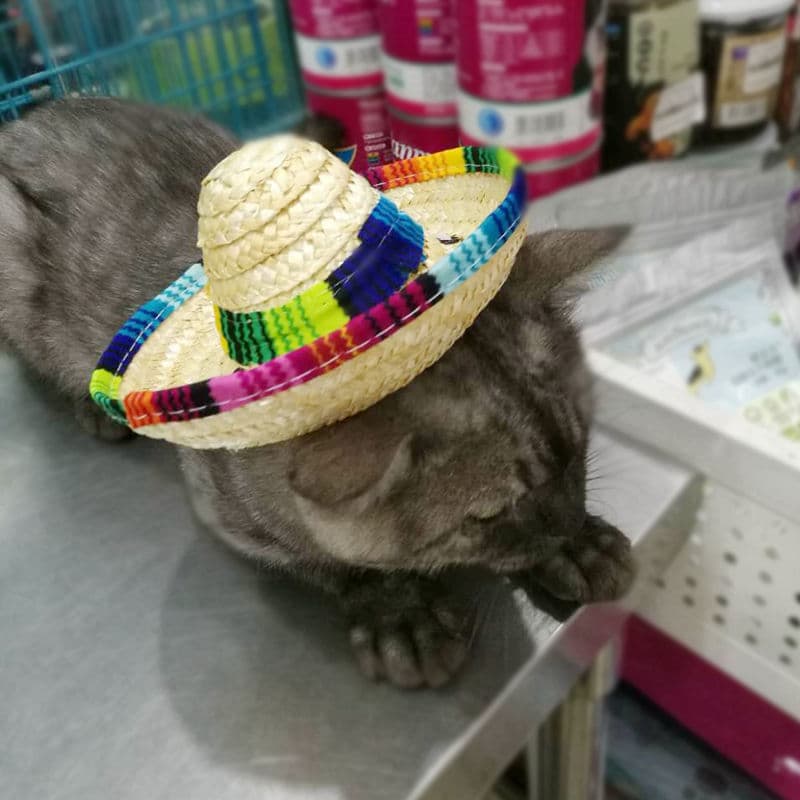 Mini Woven Pet Sombrero - alternate view